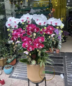 chậu lan hồ điệp trắng đỏ mix tại Hà Nội