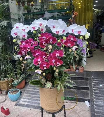 chậu lan hồ điệp trắng đỏ mix tại Hà Nội