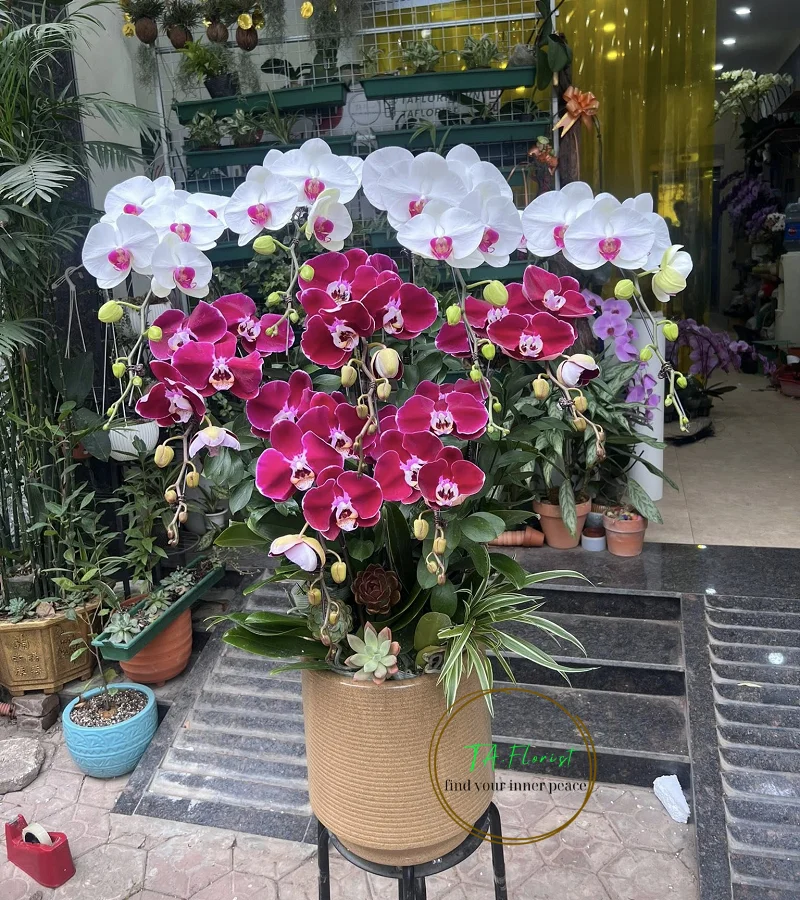 chậu lan hồ điệp trắng đỏ mix tại Hà Nội chậu lan hồ điệp trắng đỏ mix tại Hà Nội