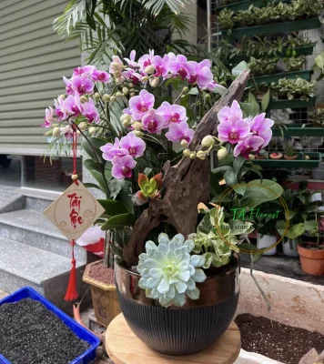 tiểu cảnh bảo bối mini để bàn