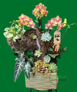 tiểu cảnh blan hồ điệp vàng chim 3 màu để bàn