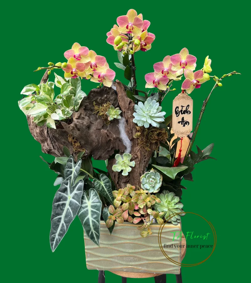 tiểu cảnh blan hồ điệp vàng chim 3 màu để bàn tiểu cảnh blan hồ điệp vàng chim 3 màu để bàn