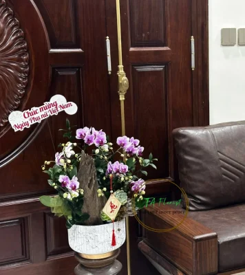 lan hồ điệp mix màu để bàn