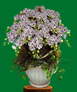 Chậu Lan Hồ Điệp Sang Trọng Biểu Tặng Hà Nội TAF027