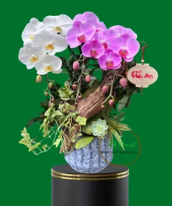 lan hồ điệp mix màu để bàn