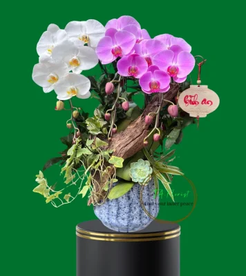 lan hồ điệp mix màu để bàn