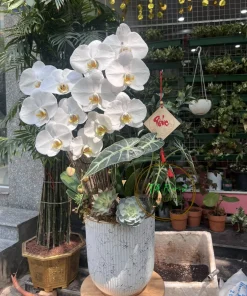 chậu lan hồ điệp trắng to tặng sếp