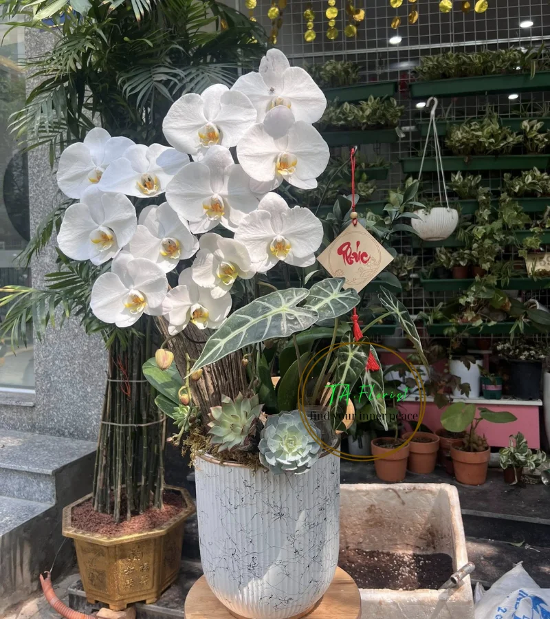 chậu lan hồ điệp trắng to tặng sếp chậu lan hồ điệp trắng to tặng sếp