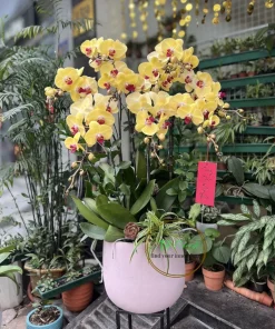 chậu lan hồ điệp vàng mít 7 cành tại Hà Nội