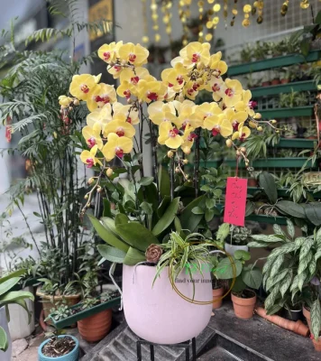 chậu lan hồ điệp vàng mít 7 cành tại Hà Nội
