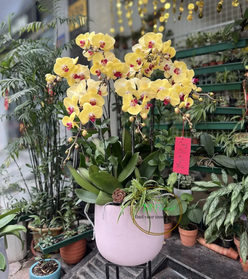 chậu lan hồ điệp vàng mít 7 cành tại Hà Nội chậu lan hồ điệp vàng mít 7 cành tại Hà Nội