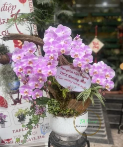 Lũa lan hồ điệp màu hồng minh tinh