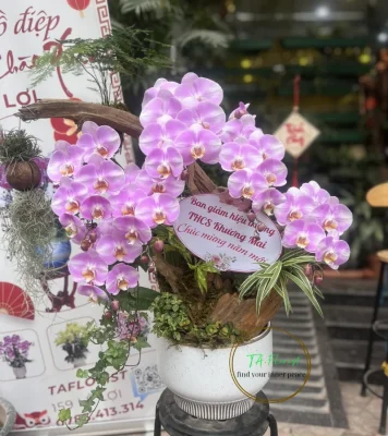 Lũa lan hồ điệp màu hồng minh tinh