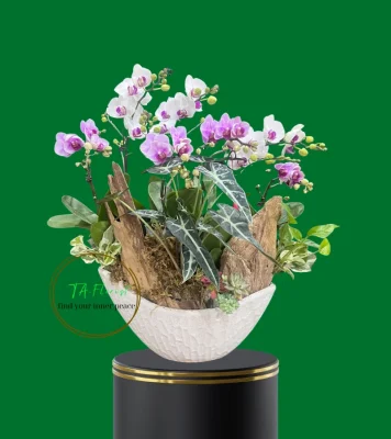 thuyền lan hồ điệp để bàn trang trí