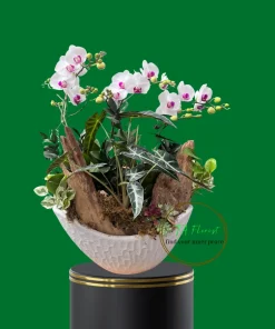 thuyền lan hồ điệp để bàn trang trí