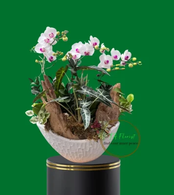 thuyền lan hồ điệp để bàn trang trí