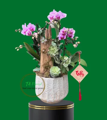 mẫu bình lan hồ điệp để bàn trang trí