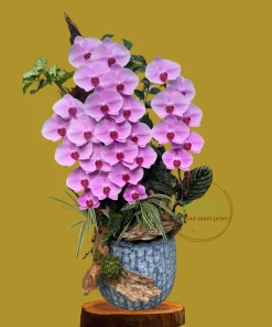 chậu lan hồ điệp chuỗi bông dài lan hồ điệp công chúa tại Hà Nội