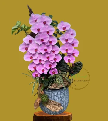 chậu lan hồ điệp chuỗi bông dài lan hồ điệp công chúa tại Hà Nội