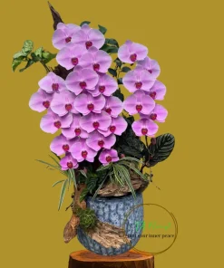 chậu lan hồ điệp chuỗi bông dài lan hồ điệp công chúa tại Hà Nội