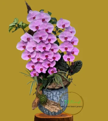 chậu lan hồ điệp chuỗi bông dài lan hồ điệp công chúa tại Hà Nội