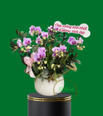 chậu lan tiểu hồ điệp để bàn nhỏ xinh