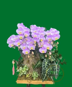 tiểu cảnh lan hồ điệp xinh xắn