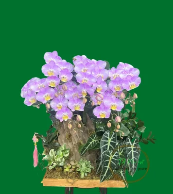 tiểu cảnh lan hồ điệp xinh xắn