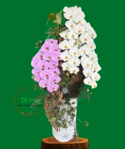 lũa lan hồ điệp nữ hoàng cao to hoành tráng biếu tặng tại Hà Nội