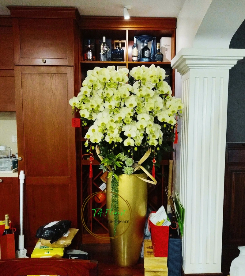 Ảnh thực thế chậu lan hồ điệp cao cấp Hà Nội Ảnh thực thế chậu lan hồ điệp cao cấp Hà Nội