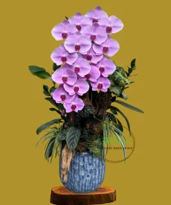 lũa lan hồ điệp nữ hoàng cao to hoành tráng biếu tặng tại Hà Nội