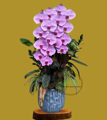 lũa lan hồ điệp nữ hoàng cao to hoành tráng biếu tặng tại Hà Nội