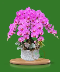 chậu lan hồ điệp màu hồng Hà Nội