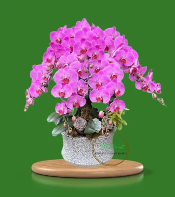 chậu lan hồ điệp màu hồng Hà Nội