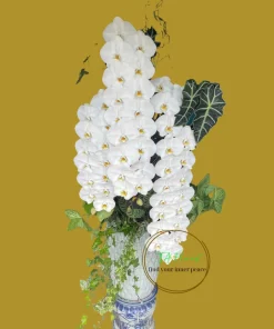 lũa lan hồ điệp nữ hoàng cao to hoành tráng biếu tặng tại Hà Nội