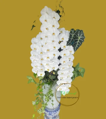 lũa lan hồ điệp nữ hoàng cao to hoành tráng biếu tặng tại Hà Nội