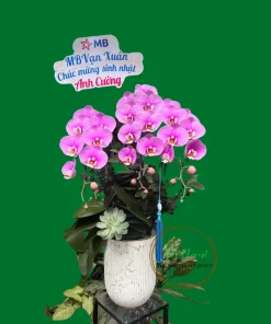 chậu lan hồ điệp hồng ana 3 cành