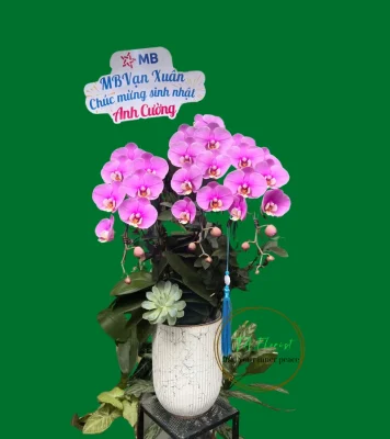 chậu lan hồ điệp hồng ana 3 cành