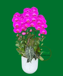 chậu lan hồ điệp hồng 3 cành