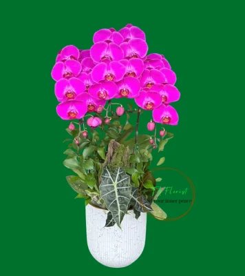 chậu lan hồ điệp hồng 3 cành