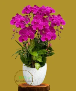 chậu lan hồ điệp đỏ ớt 5 cành