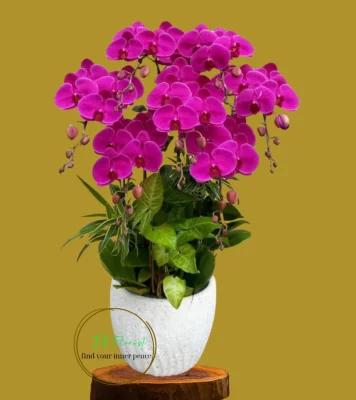 chậu lan hồ điệp đỏ ớt 5 cành