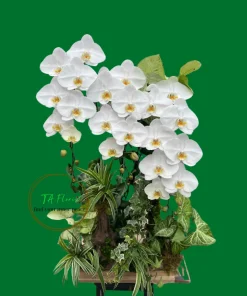 chậu lan hồ điệp trắng 3 cảnh ghép khay gỗ