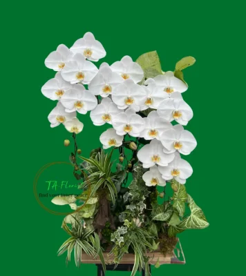 chậu lan hồ điệp trắng 3 cảnh ghép khay gỗ