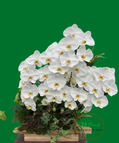 chậu lan hồ điệp trắng 5 cành ghép khay gỗ