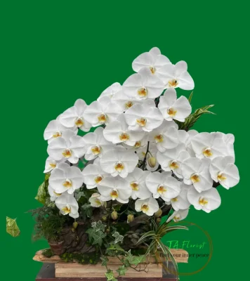 chậu lan hồ điệp trắng 5 cành ghép khay gỗ