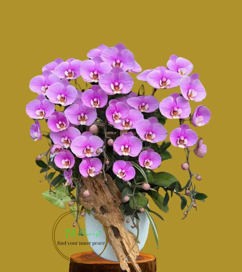 mãu bình lan hồ điệp hồng ana 5 cành kiểu mới nhất mãu bình lan hồ điệp hồng ana 5 cành kiểu mới nhất