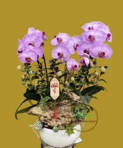 Lan Hồ Điệp Màu Hồng TAF052