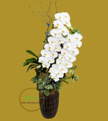 chậu lan hồ điệp trắng nữ hoàng tại Hà Nội