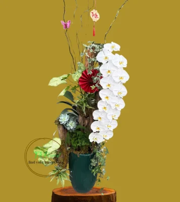 chậu lan hồ điệp trắng nữ hoàng tại Hà Nội